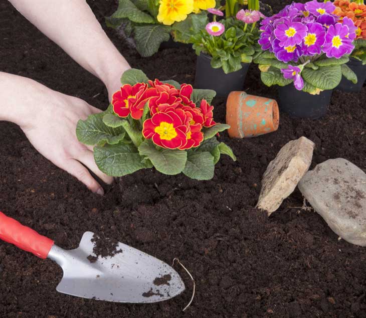 Zwarte grond in de tuin met plantjes en een schepje